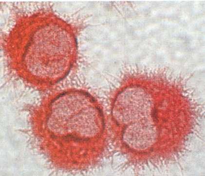 B: Klasifikace imunitních buněk GRANULOCYTY PHAGOCYTY bazofily (žírné b.