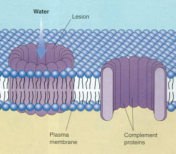 Složky nespecifické imunity Fyzikální a chemické bariéry organizmu Kůže Sliznice (chráněné mukózním sekretem a řasinkovým epitelem) Sliny a slzy (obsahují lysozymy, narušující bakteriální stěnu)