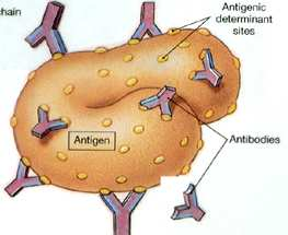 EPITOP antigenní determinant Malá oblast molekuly antigenu, která je rozpoznávaná membránovými receptory B a T