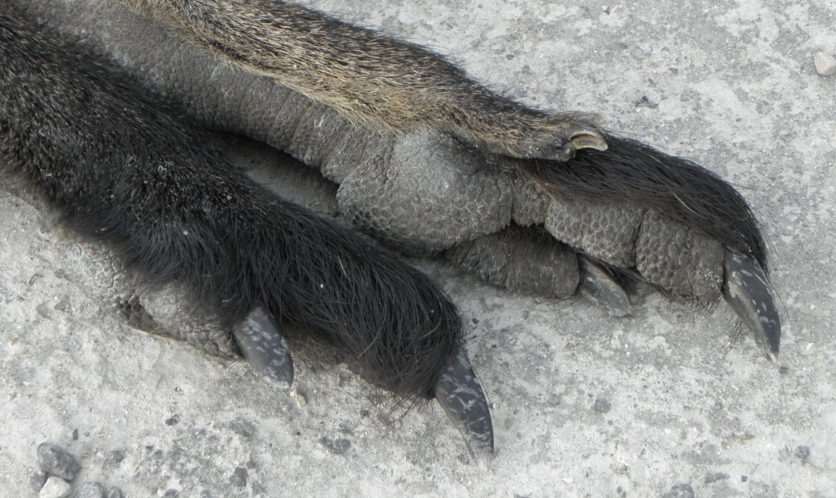 KLOKANI býloţraví vačnatci s tříprstou zadní končetinou (silný 4.prst s drápem, slabší 5.