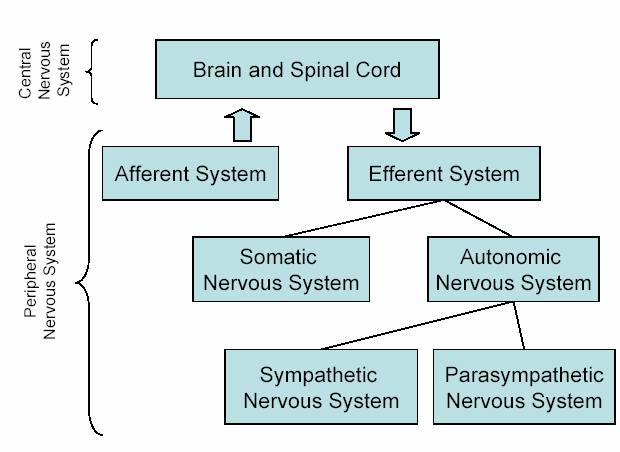 Centrální nervový systém Aferentní systém MOZEK A MÍCHAM Eferentní systém Periferní