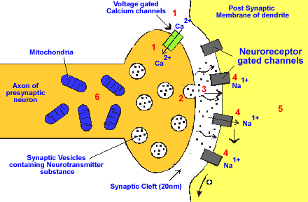 Synaptický přenos nervového vzruchu Když změna akčního potenciálu dosáhne presynaptickou membránu otevření napětově řízených Ca 2+ kanálů exocytóza váčků