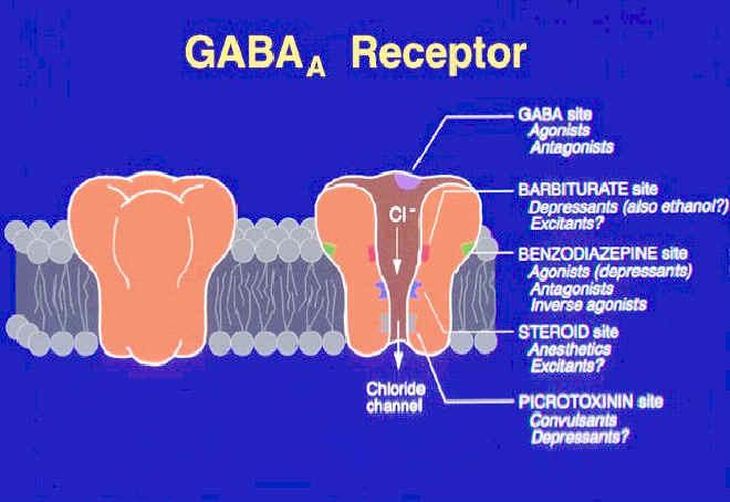 V poslední době je na základě detailního poznání struktury a heterogenity exprese GABA A - receptorového komplexu vyvíjena snaha oddělit anxiolytický účinek nových léčiv od účinku sedativně