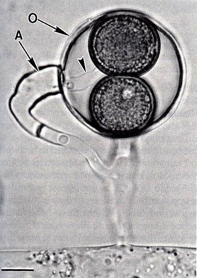 Pohlavní rozmnoţování je oogametangiogamie. Antheridium kyjovitého tvaru, oogonia kulovitá, s jednou či více oosférami.