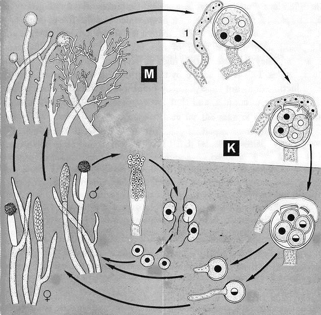 Achlya ambisexualis (Saprolegniales) ţivotní cyklus mycelium tvořící oogonia meióza gametangia mycelium tvořící antheridia