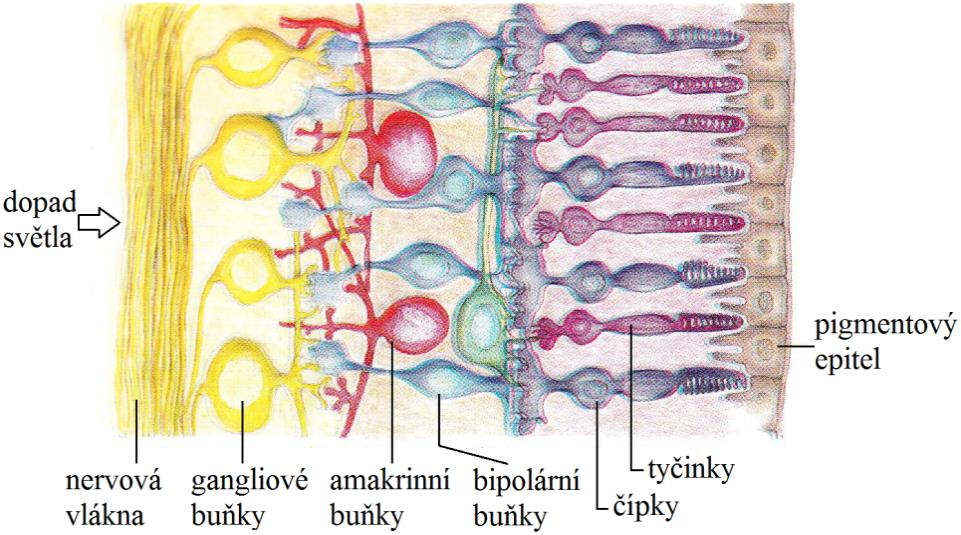 2 Sítnice oka a její poškození 2.1 Fyziologie sítnice oka Sítnice (retina) je světločivná tenká vrstva pokrývající celý vnitřní povrch oční koule.
