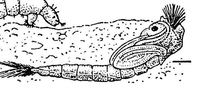 Nekton, seston, bentos Nekton (potravní adaptace, specifikace, postavení úst) Abioseston, bioseston Praví a nepraví bentonti Makrozoobentos - viditelní pouhým okem (>0,5 mm) ČSN EN 15196 Návod pro