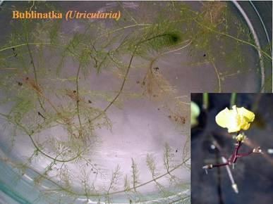 MAKROFYTA: PLOVOUCÍ Eichhornia - tokozelka Nymphaea - leknín Trapa - kotvice NATANTNÍ Lemna - okřehek Myriophyllum -