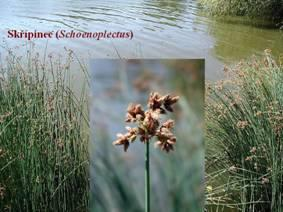 BAŽINNÉ Polygonum - rdesno rákos - Phragmites VLHKOMILNÉ ostřice - Carex