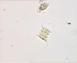 Fytoplankton s dominancí zelených řas E oligo-mezotrofní vody, hluboké prosvětlené epilimnion, odolnost vůči žracímu tlaku (Kirchneriella, Radiococuccus, Coenococcus) J větší chlorokokální řasy,