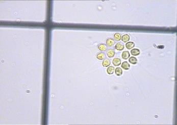 Směsné skupiny planktonu V fotosyntetizující bakterioplankton, redukční podmínky v prosvětlené vrstvě, purpurové sirné a zelené sirné bakterie (Thiocapsa, Chlorobium) T směs vláknitých řas,
