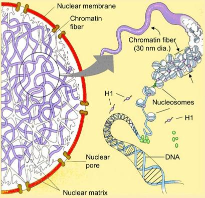 Chromatin,