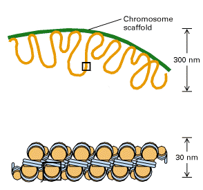 Vyšší struktury chromatinu Nehistonové proteiny lešení + integrita DNA