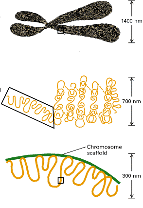 SMC proteiny (structure maintenance of chromosome proteins) Mohou