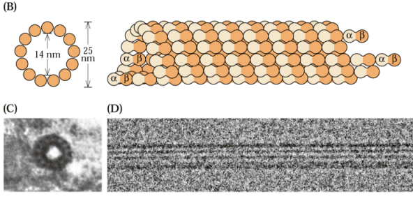 Mikrotubuly Mikrotubulus: Základní stavební jednotka mikrotubulů je heterodimer alfa a betatubulinu. Heterodimery polymerují do trubicovité struktury mikrotubulu o vnějším průměru cca 25 nm.