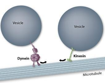 Proteiny asociované s mikrotubuly umožňují