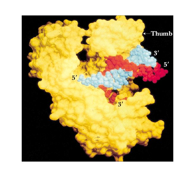 DNA polymerasa u E.