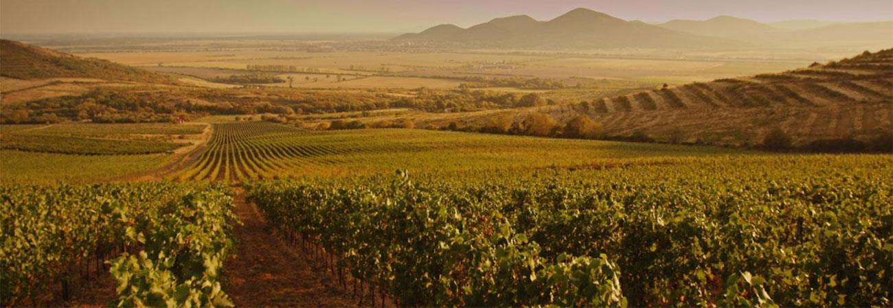 Sladké vína Tokajský výber 3 putňový 0,5l 2009 20,00 Chateau Viničky Biele víno sladké Vinohradnícka oblasť Tokaj Vyrobený je z neskoršieho zberu hrozna tokajských odrôd (Furmint, Lipovina, Muškát