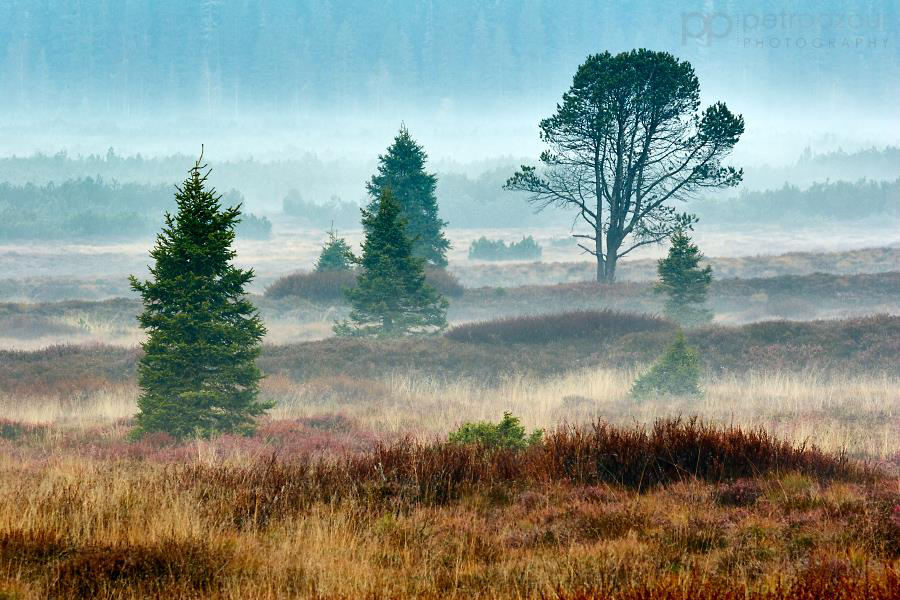 Lesotundra, jako