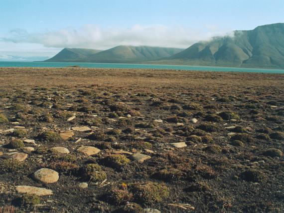 Bezlesá tundra v oblasti permafrostu Krátká vegetač í do a, sil é razy a s ěhový pokryv. Půda roz rzá je desítky e ti etrů.