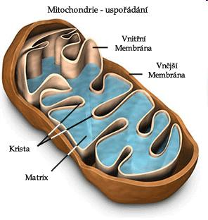 Metabolismus buněk obecně Primární = obecný - zajištění výživy a energie (sacharidů, krebsovo cyklus, lipidů ) stejné chemické pochody pro všechny
