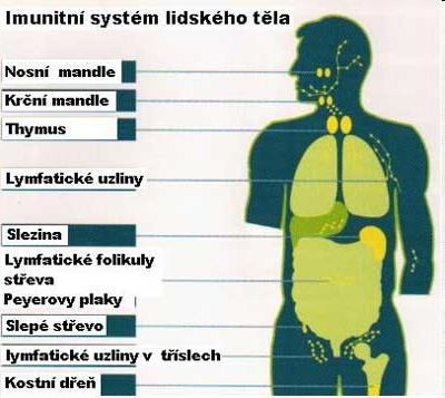 Člověk IMUNITA je MOCNÁ Nervový IS řídí imunitní IS dává imunitě informace KDE má zasáhnout JAKÝM typem imunitní reakce PROTI čemu má