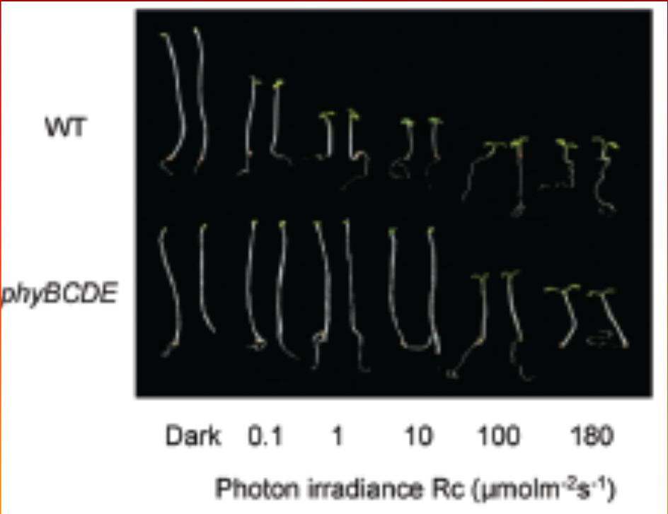 13 Analýza quadruple mutanta při 160 μmol.m -2.