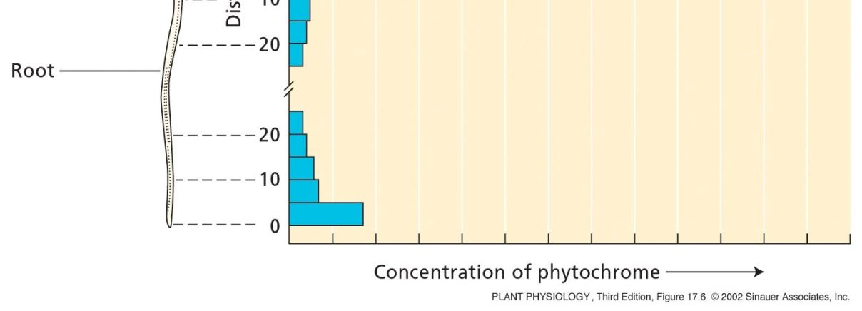 14 Lokalizace fytochromů v buňkách a pletivech Znalost lokalizace fytochromů napovídá o jejich funkcích - Spektrofotometricky etiolizované rostliny -