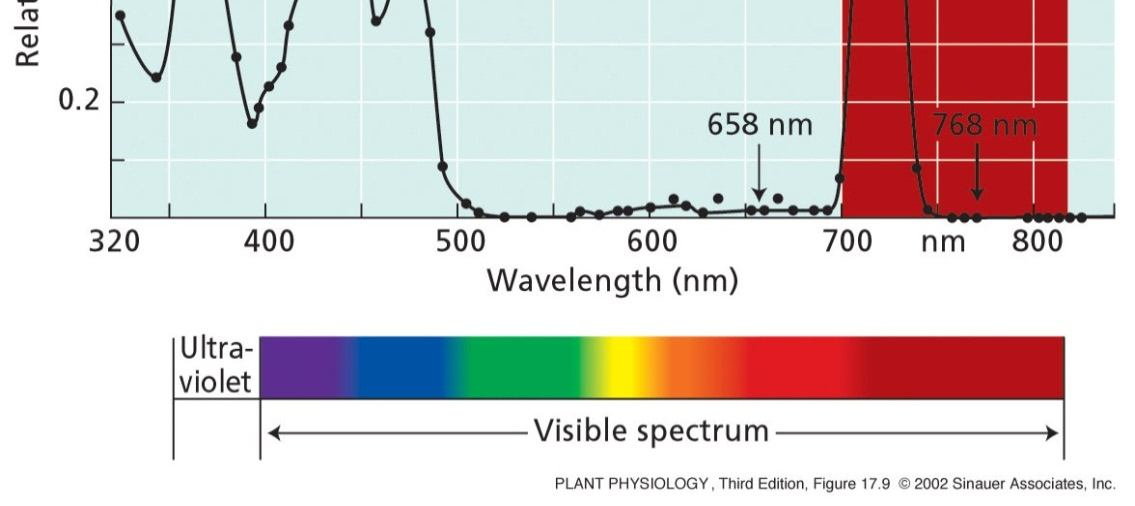 21 Akční spektrum HIR pro inhibici prodlužování etiolizovaného hypokotylu Není pík pro R Pro HIR existuje jeden fytochrom pro FR