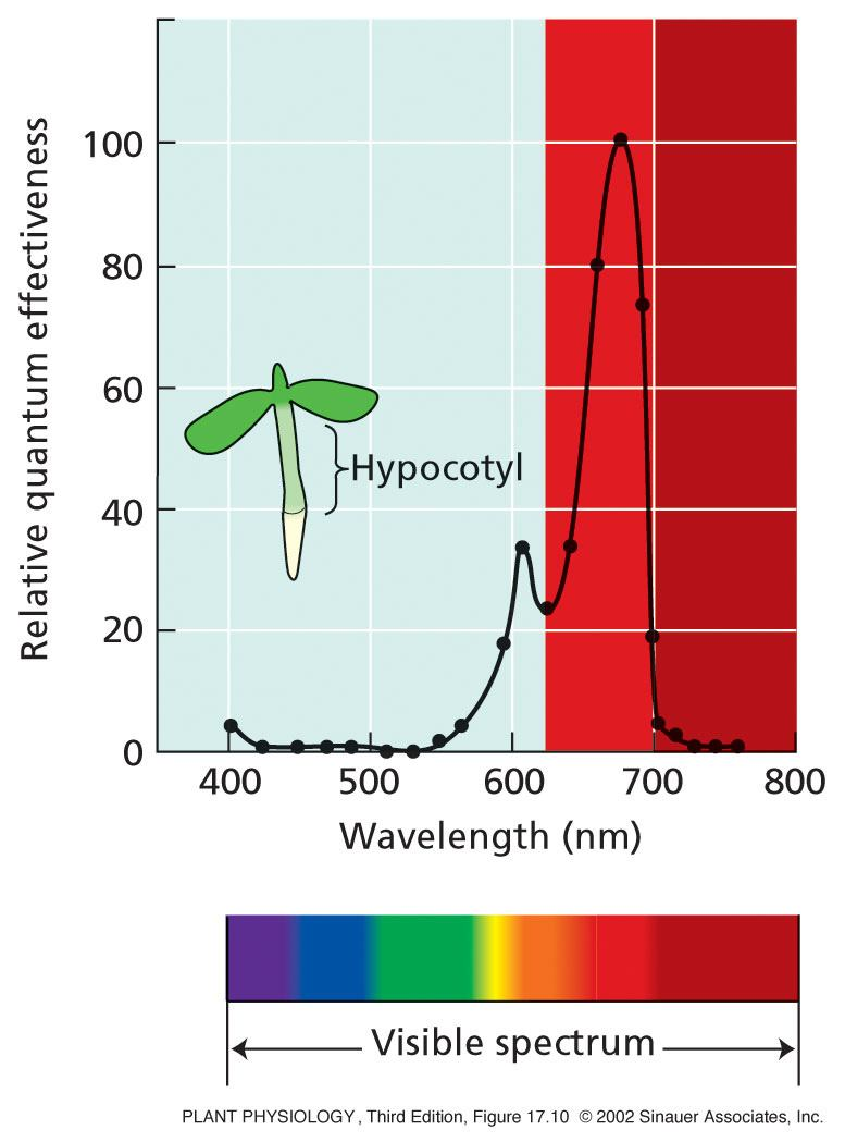 22 Akční spektrum HIR pro inhibici prodlužování zeleného hypokotylu Reakce rostlin k FR se snižuje tím víc, čím více se rostlina stává zelenější.