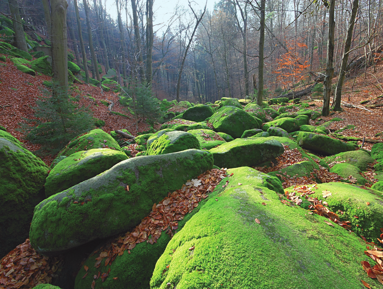 Evropsky významný typ přírodního stanoviště středoevropských silikátových sutí se v České republice podle dosavadních výsledků vyskytuje na necelém 1 km2.