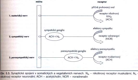 v kosterních svalech (nervosvalová ploténka), vegetativních gangliích SY a PASY vazba Ach influx Na+ a Ca2+ AP postsynapticky 2. Muskarinový (M) v srdeční a hladké svalovině, bb.