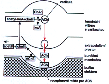 vlákna adrenergní x cholinergní Ach mediátorem všech pre- a postgangliových vláken PS // + vláken SY pro cévy kosterních sv.