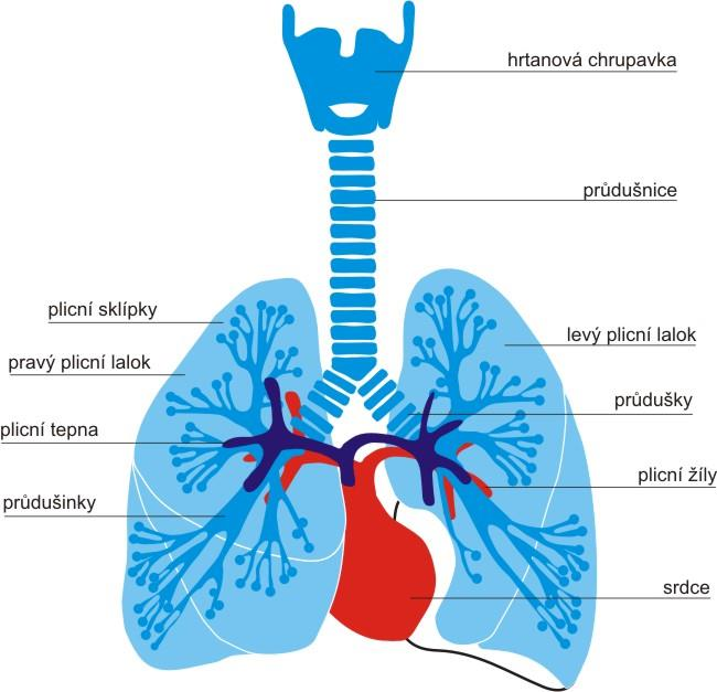 Obrázek 1. Schématické znázornění dýchacího ústrojí [20] 1.