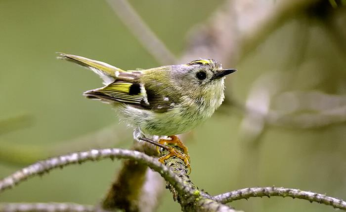 Vás srdečně zve na tradiční akci Vítání ptačího zpěvu 45 Kč/osoba/program (omezený počet) Zážitkový program zaměřený na poznávání ptačích druhů Beskyd, odchyt ptáků do ornitologických sítí,
