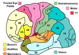 1. Vyšší kortikální podklady pohybu Parietální kůra Přední parietální kůra Primární senzitivní kůra SI: area 3a (svalová propriocepce) 3b (tlak, tah, SV) 1 (dotek, tlak, vibrace) 2 (kloubní