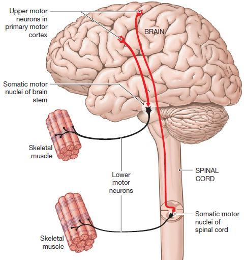 2. primární motorická kůra (M1) centrální - horní motoneuron vysílá vzruchy