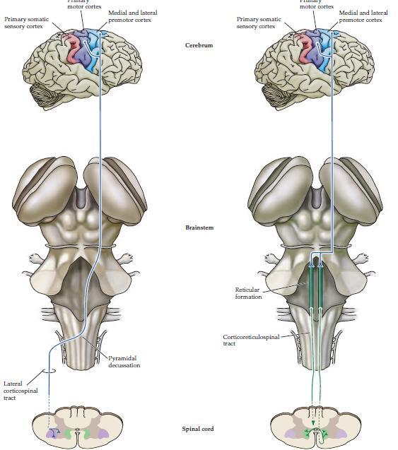 Motorické korové dráhy (Petrovický 2002): Přímé motorické dráhy: corticospinalis corticonuclearis Nepřímé motorické