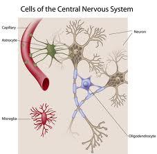 2. Oligodendroglie: menší počet výběžků; myelinizace axonů v CNS 3.