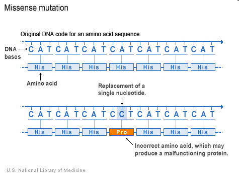 Bodová mutace (vzniká odlišná