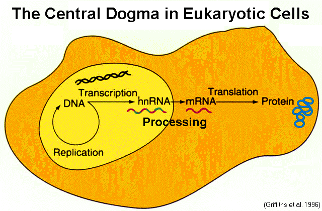 Úvod do studia biologie Základy