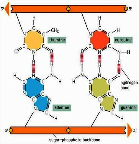 primární struktura DNA: - DNA zpravidla tvořena dvěmi polynukleotidovými řetězci, které probíhají vedle sebe dvouřetězcová DNA (řetězce navzájem spojeny vodíkovými můstky mezi bazemi vzájemné