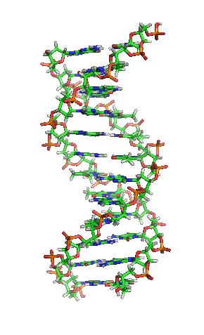 sekundární struktura DNA: - dvoušroubovice obou řetězců, které jsou spojeny vodíkovými můstky mezi komplementárními (doplňujícími se) bazemi - může být pravotočivá