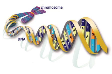 chromozomy: - buněčné struktury, pomocí nichž je většina genetické informace obsažená v buňkách uchovávána a přenášena do dalších generací - základem molekula DNA - součástí chromozomů také