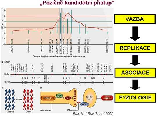 2) Asociační studie Asociační studie se přímo zaměřují na testování vztahu mezi konkrétní alelou, genotypem nebo haplotypem (souborem úzce vázaných genotypů) a onemocněním.