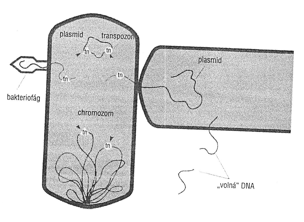 zabudována do akceptorové bakteriální dědičné informace. Je zde ale podmínka, ţe pro průnik do nitra buňky, musí mít fragmenty DNA (fragment = rozpadlý chromozom) jen určitou malou velikost.