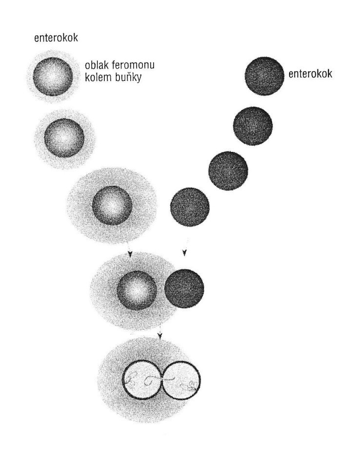 Obr. 13. Genetický přenos u enterokoků indukovaný feromony. [13] 2.5.2.4. Nepřenosná rezistence K šíření rezistence můţe docházet i bez pomoci přenosných elementů.