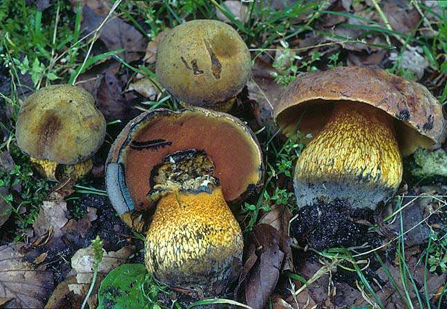 řád Boletales hemiangiokarpní (vytvořen závoj) nebo gymnokarpní pilothecia, příp. gasteroidní typy hymenofor nejčastěji rourkatý, řidčeji lupenitý (příp.