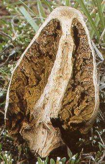řád Agaricales nejpočetnější řád vyšších bazidiomycetů plodnicemi jsou u naprosté většiny zástupců hemiangiokarpní pilothecia (u různých druhů různá tvorba závoje či plachetky) s lupenitým