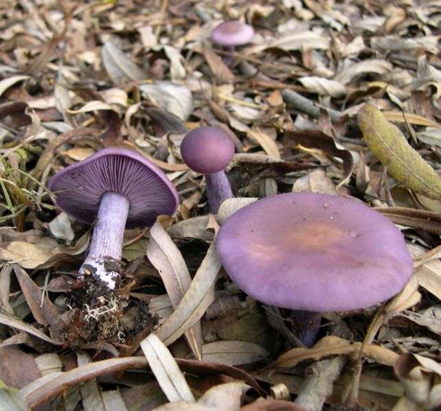 Hygrophorus (šťavnatka) - mykorhizní houby, tlusté řídké lupeny Pleurotus (hlíva) => trsy na dřevě, postranní třeň Clitocybe (strmělka) - sbíhavé lupeny, bílý výtrusný prach; saprofyti, hl.